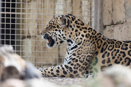 Side Profile of a Leopard in Captivity