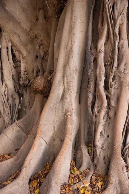 Textured Tree Roots