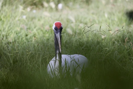 Solitary Bird in Grass