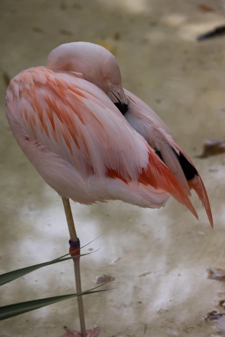 Resting Flamingo