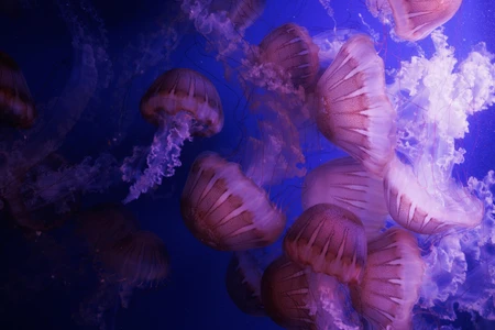 Mesmerizing Jellyfish