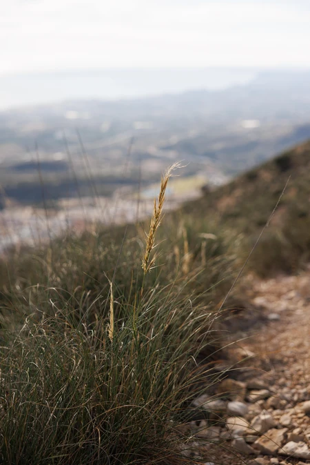 Mountain Path with Grass