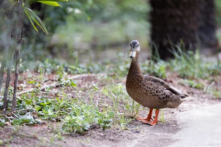Duck in Natural Habitat