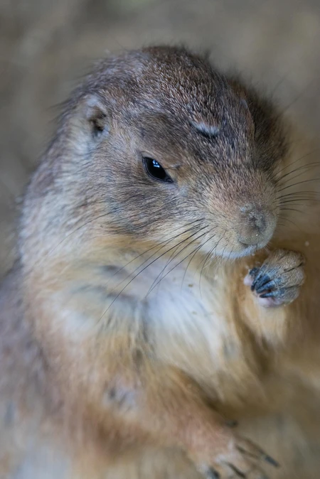 Close-up of a Prairie Dog