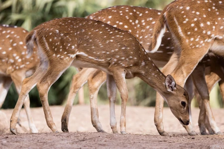 Grazing Deer in Nature