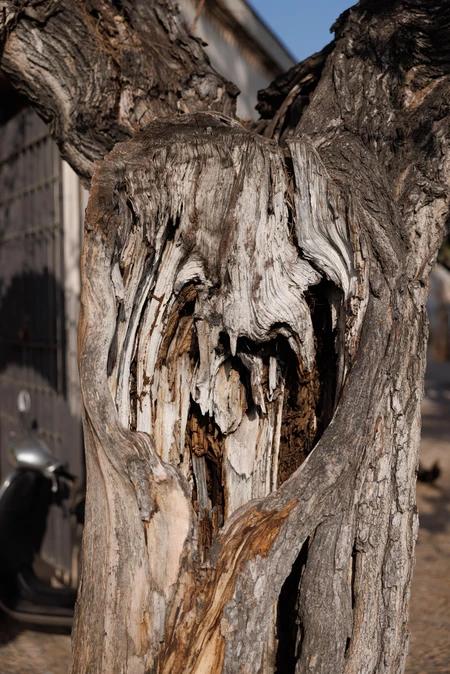Textured Tree Trunk