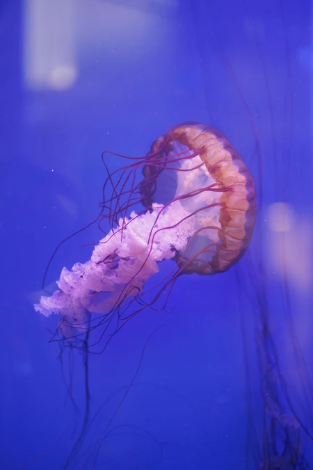 Graceful Jellyfish in the Deep Blue
