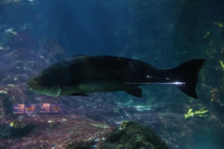 Aquarium Fish in Underwater Habitat