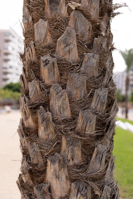 Close-up of Palm Tree Trunk