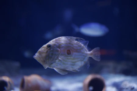 Underwater Aquarium Scene