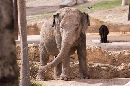 Elephant in a Natural Habitat