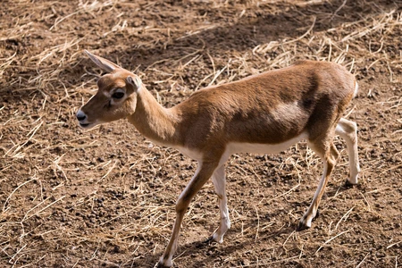 Young Deer in its Natural Habitat