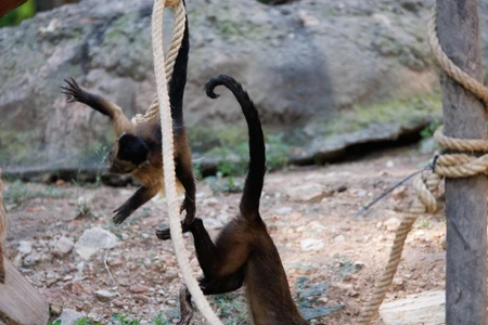Playful Monkeys in Action