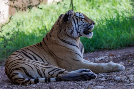 Resting Tiger