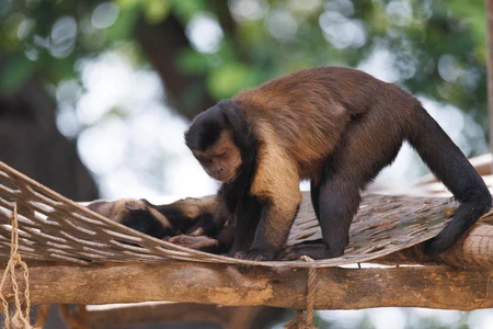 Capuchin Monkeys in Habitat