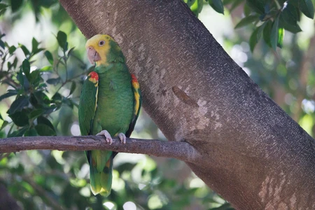 Parrot on a Tree Branch