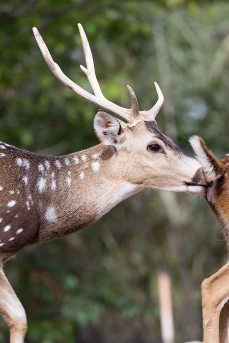 Deer in the Wild