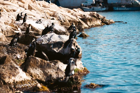Seaside Birds on Rocks
