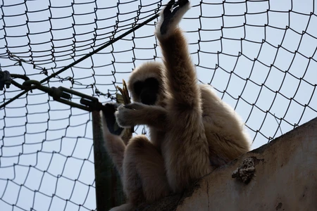 Monkey in Enclosure