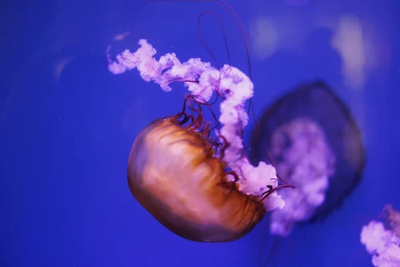 Graceful Jellyfish