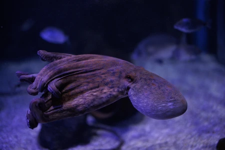 Mysterious Deep-Sea Creature