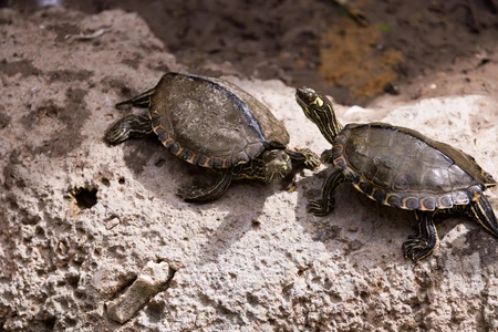 Turtles on a Rock