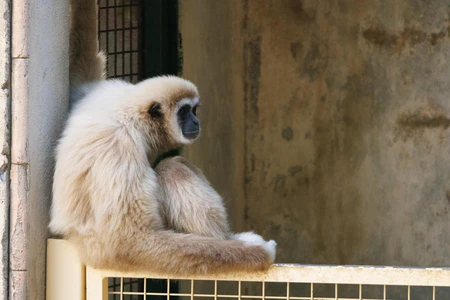 Gibbon in Contemplation
