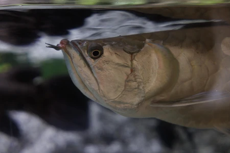 Underwater Fish Close-up