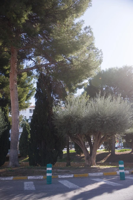 Sunlit Street Scene with Trees