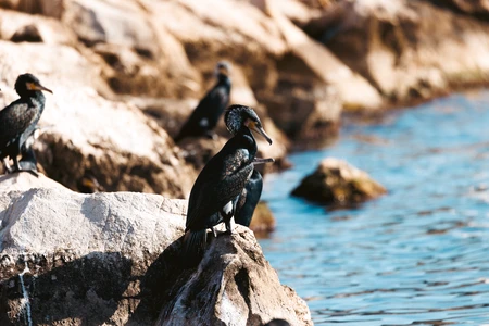 Birds by the Water