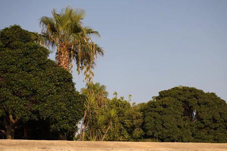 Tropical Trees under Blue Sky