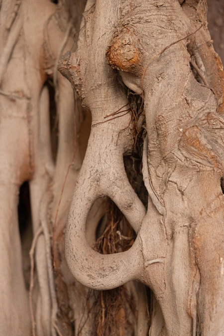 Intricate Tree Roots
