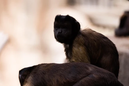 Captive Primates