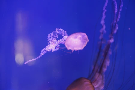 Graceful Jellyfish in Blue Waters