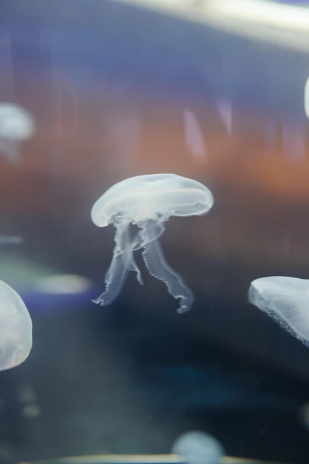 Floating Jellyfish