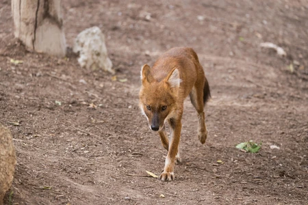 Wild Canine in Natural Habitat