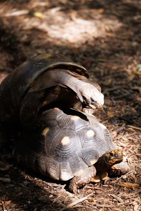 Tortoises in Natural Habitat