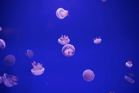 Jellyfish in Blue Waters
