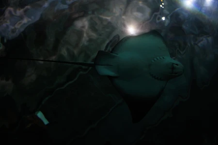 Underwater Serenity