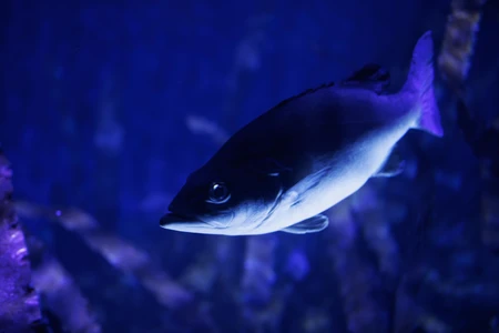 Underwater Fish in Aquarium