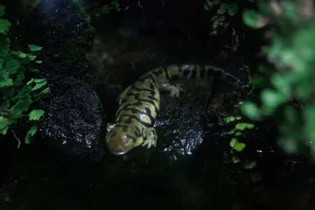 Spotted Salamander in Natural Habitat