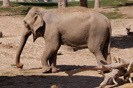 Elephant in Natural Habitat