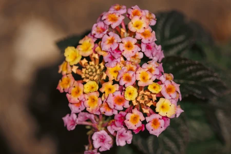 Vibrant Lantana Flowers