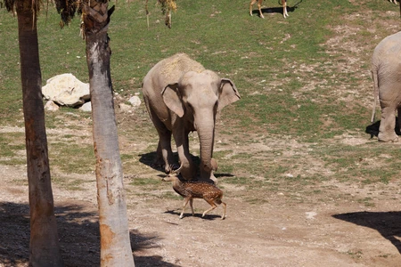 Elephant and Deer in Natural Habitat