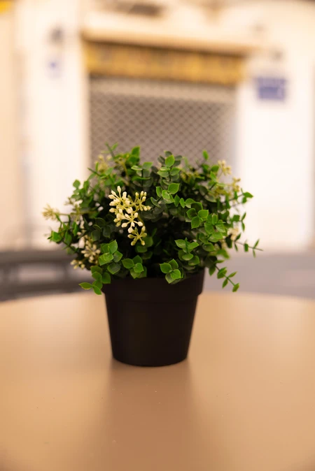 Potted Plant on Table