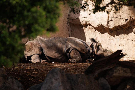 Resting Rhino in Nature