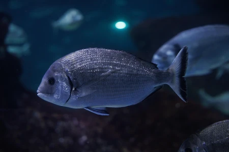 Underwater Serenity