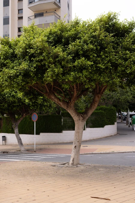 Urban Greenery