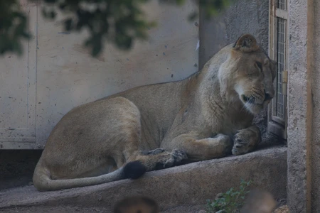 Resting Lioness in Enclosure