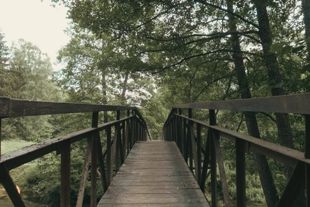 Rustic Bridge in Forest